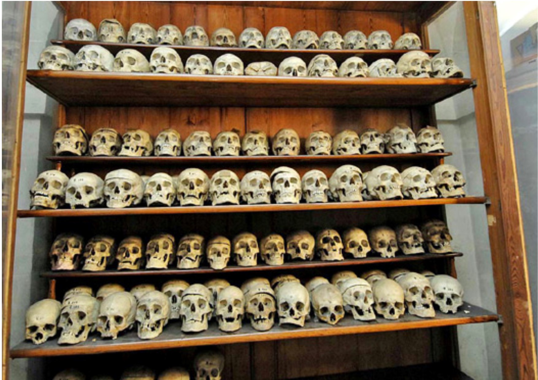 Petizione - crani museo lombroso